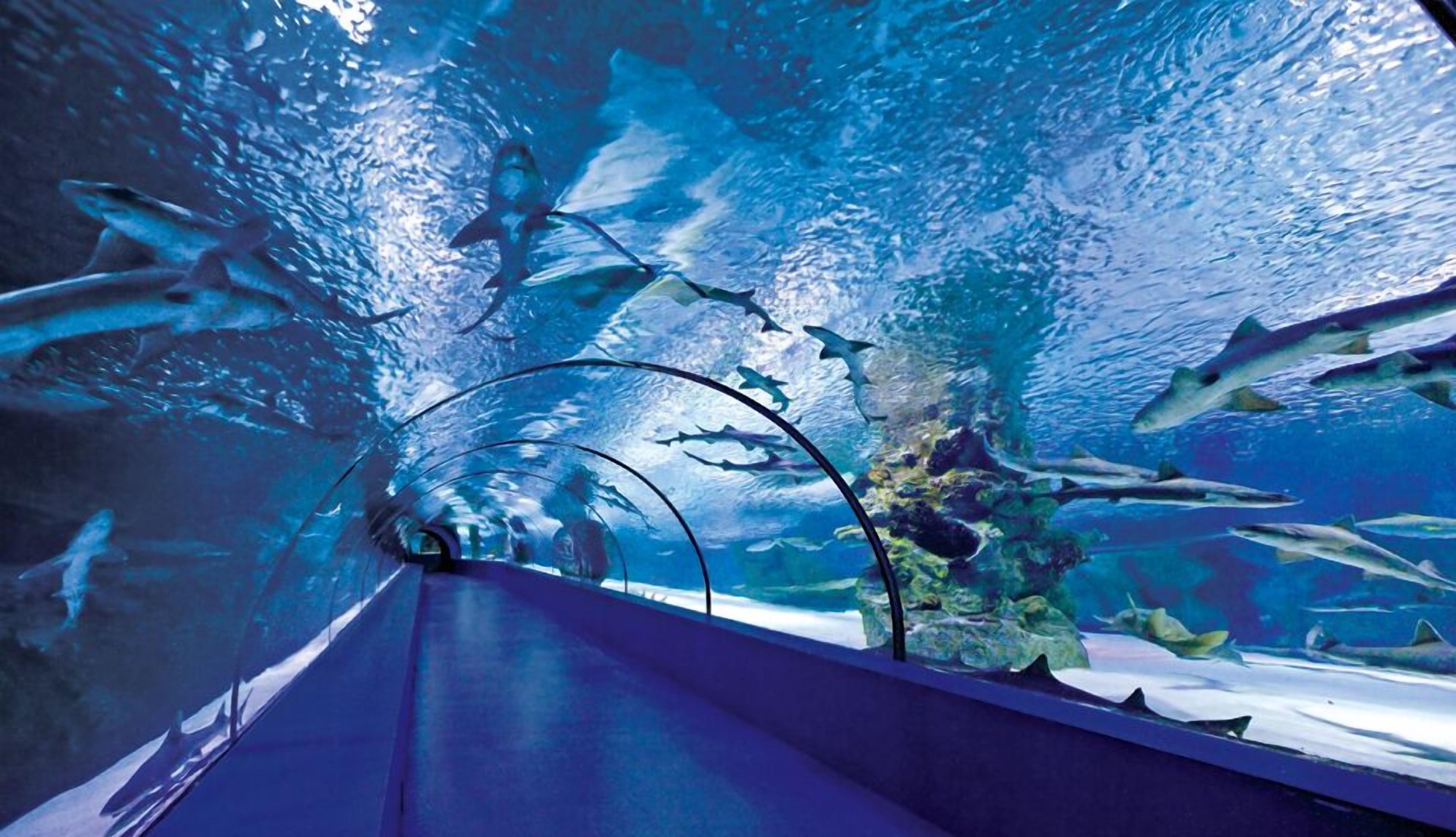 Entrance Ticket for Antalya Aquarium and Wax Museum