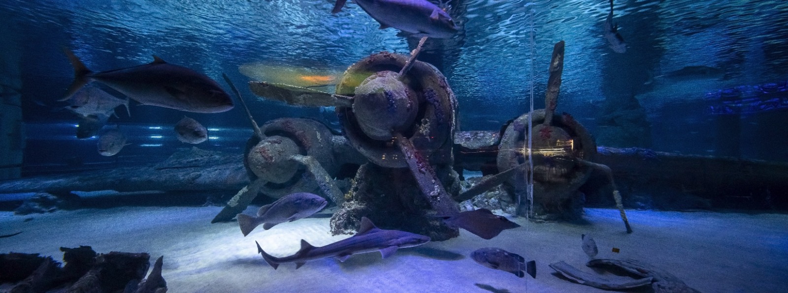 Antalya Akvaryum Full Plus Paket - Giriş Bileti