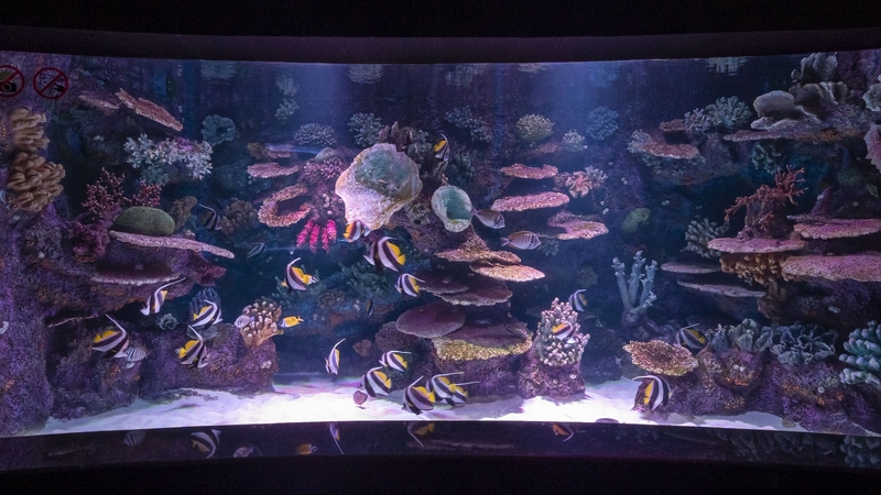 Antalya Akvaryum Full Plus Paket - Giriş Bileti